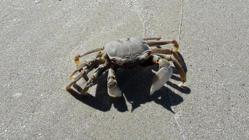 Massagetanterna får vara kvar på stranden!